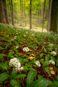 Europe, Germany, Bavaria, Aschau am Inn, Wild Garlic Field in Forest, Europe, Germany, Bavaria, Aschau am Inn, Wild Garlic Field in Forest,